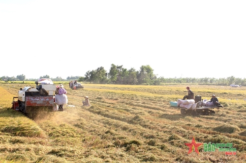Nông nghiệp Đồng bằng sông Cửu Long: Cơ giới hóa đồng bộ, dễ hay khó?